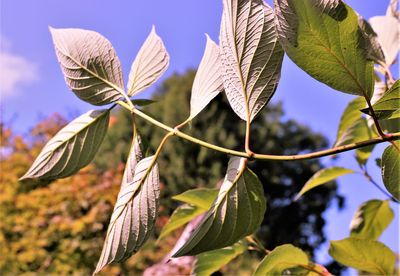 Low angle view of flowering plant leaves