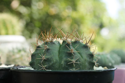 Close-up of cactus plant in pot