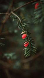 Close-up of red leaves growing on tree