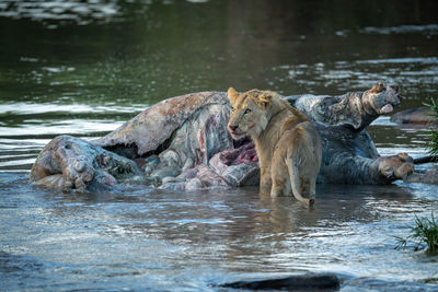 Lion stands in river by dead hippo