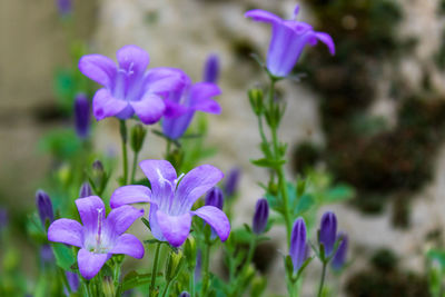 Close-up of purple crocus flowers on field