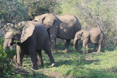 Elephants on landscape