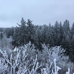 Snow covered pine trees in forest against sky