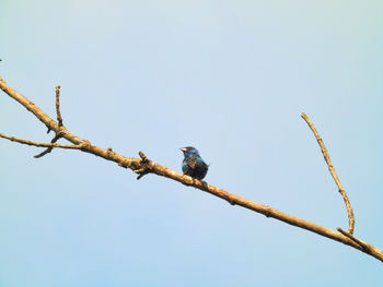 Low angle view of bird perching on branch against sky