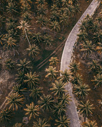 Aerial view of road amidst forest