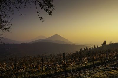 Scenic view of vineyard against clear sky during sunset