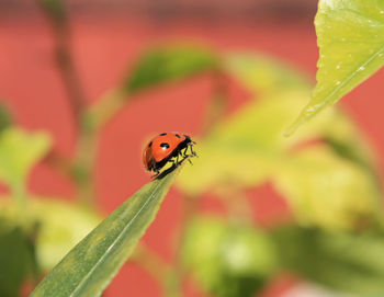 Close-up of ladybug on leaf