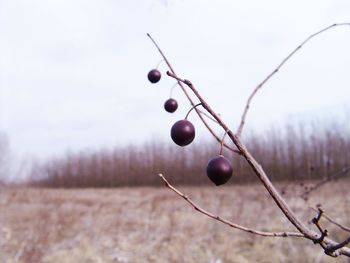 Close-up of berries growing on field against sky