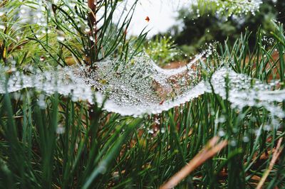 Close-up of raindrops on spider web over grass