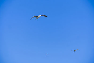 Low angle view of birds flying in sky