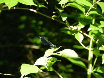 Close-up of plant