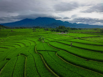 Beautiful morning view indonesia panorama landscape paddy fields with beauty color 