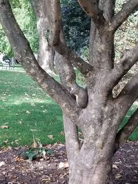 Close-up of tree trunk