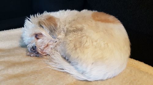 Close-up of dog relaxing on floor