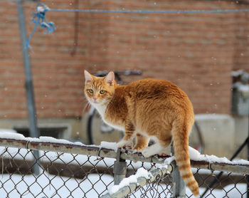 Portrait of a cat looking through metal fence