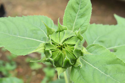 Close-up of green leaves