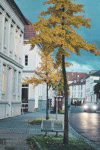 Tree by buildings in city