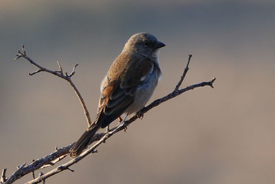 Close-up of bird perching on branch