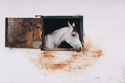 View of a horse in stable