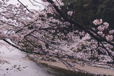 Cherry blossoms in spring