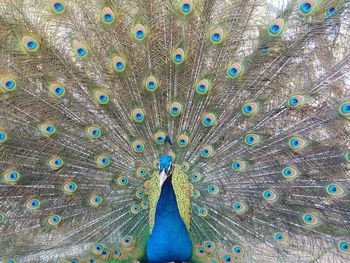 Peacock with fanned out feathers