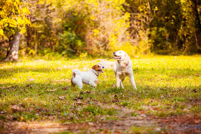 Two dogs running on grass