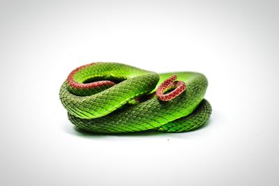 Close-up of green lizard