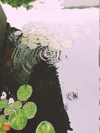 Leaves in pond