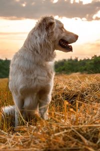 Close-up of a dog looking away