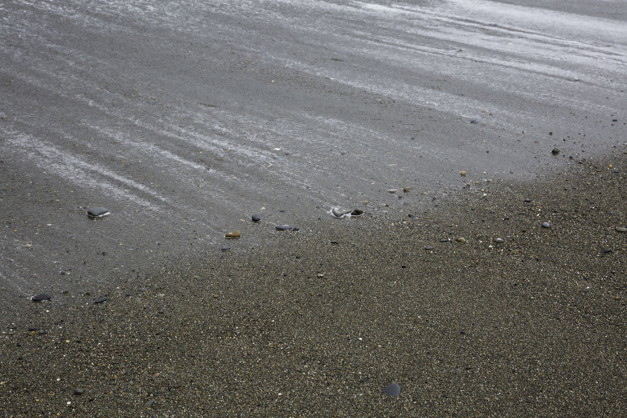 HIGH ANGLE VIEW OF BIRD ON LAND