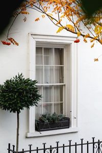 Potted plant on window of a building