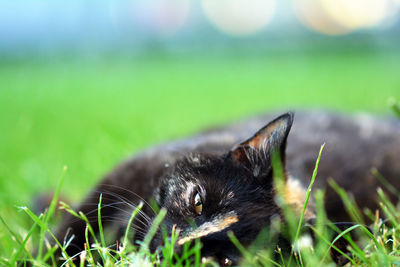 Close-up of a cat looking away