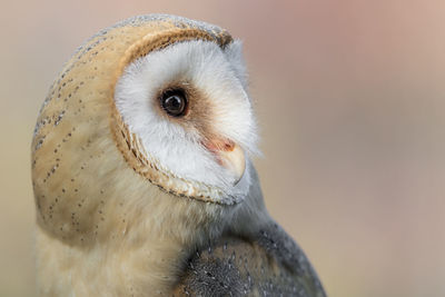 Close-up of owl looking away