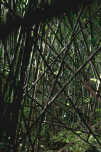 Close-up of bamboo trees in forest