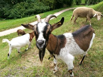 Goats grazing on grassy field