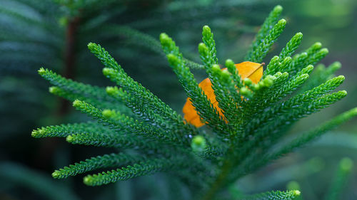 Close-up of green plant