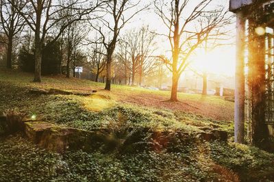 Sun shining through trees