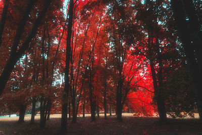 Trees in forest during autumn