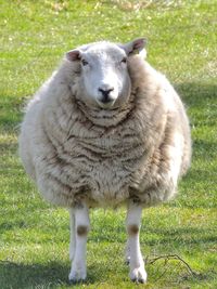 Portrait of sheep standing on field