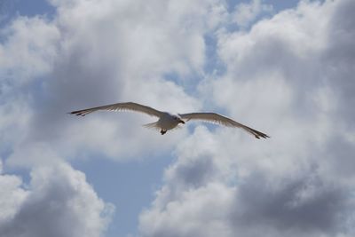 Low angle view of seagulls flying in sky