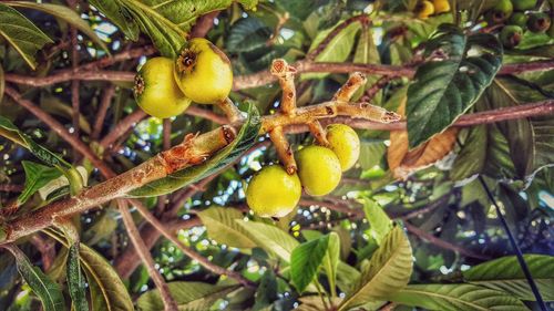 Low angle view of fruits on tree