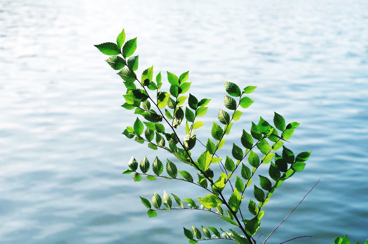 leaf, growth, green color, plant, nature, close-up, focus on foreground, growing, water, beauty in nature, stem, green, tranquility, freshness, leaves, day, outdoors, no people, twig, selective focus