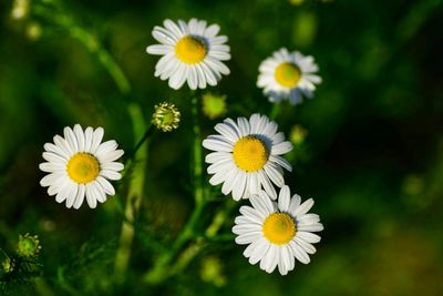Close-up of white daisy flowers