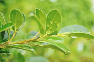 Close-up of wet plant leaves