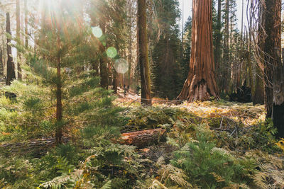 Trees in forest