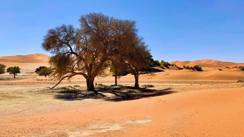 Magical atmosphere in sossusvlei through the change of color depending on the position of the sun