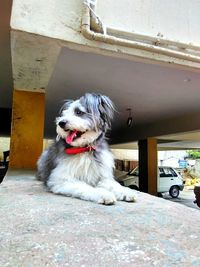 View of dog yawning