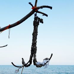 Low angle view of crab hanging on sea against clear sky