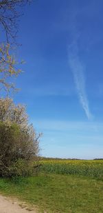 Scenic view of field against sky