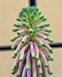 Close-up of plants